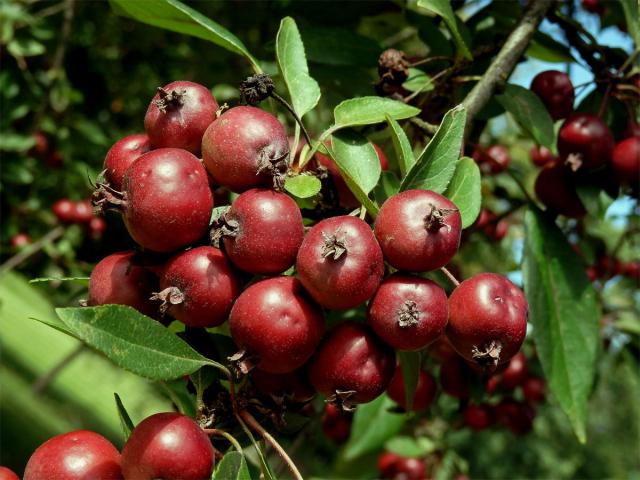 Jabloň nachová (Malus x purpurea (Barbier) Rehd.)