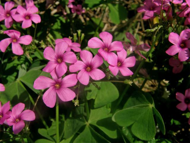 Šťavel (Oxalis debilis Kunth)