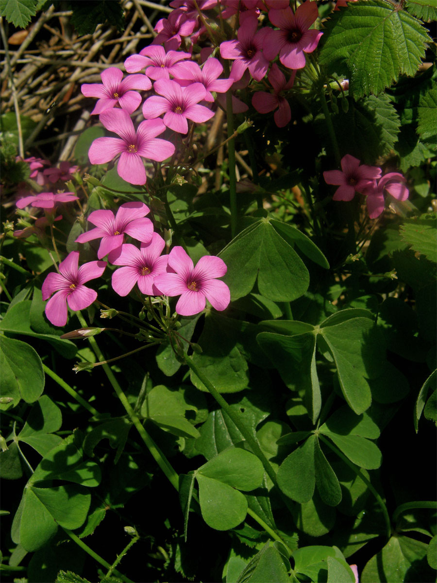 Šťavel (Oxalis debilis Kunth)