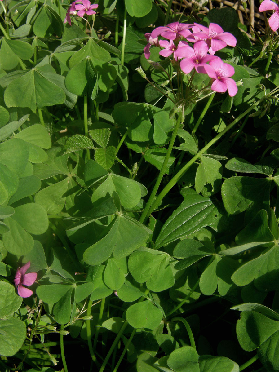 Šťavel (Oxalis debilis Kunth)