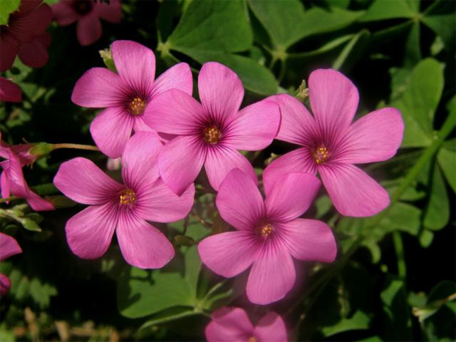 Šťavel (Oxalis debilis Kunth)