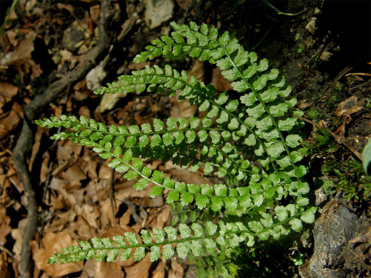 Sleziník zelený (Asplenium viride Huds.)