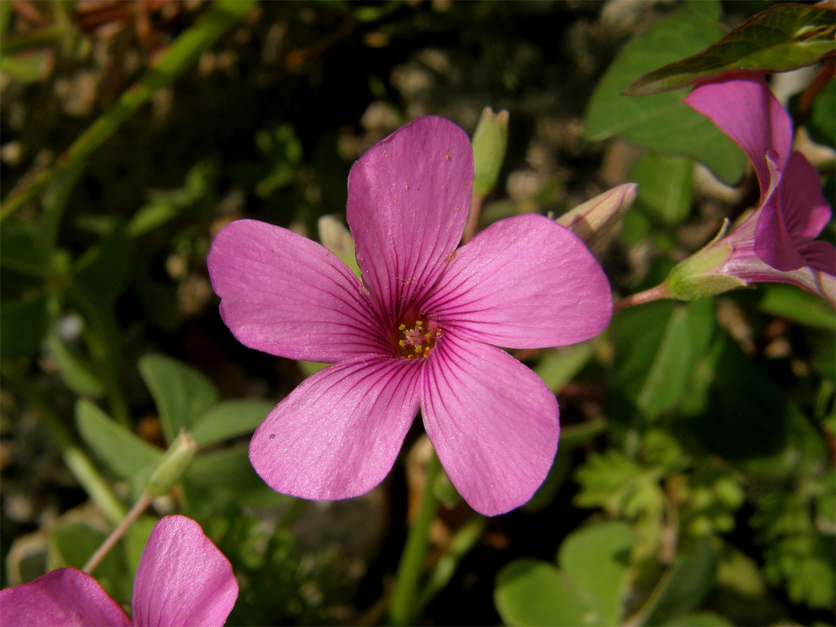 Šťavel (Oxalis debilis Kunth)