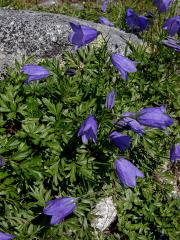 Zvonek tatranský (Campanula tatrae Borbás)