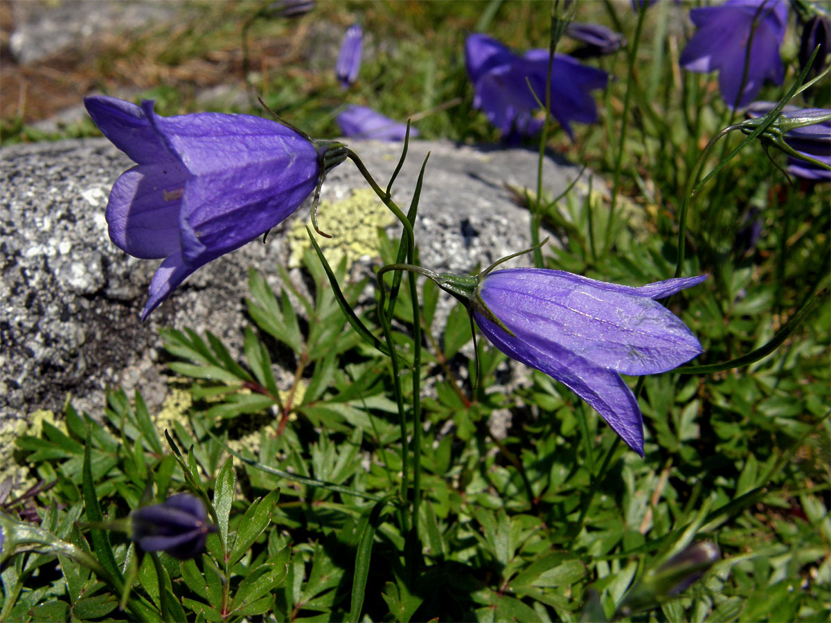 Zvonek tatranský (Campanula tatrae Borbás)