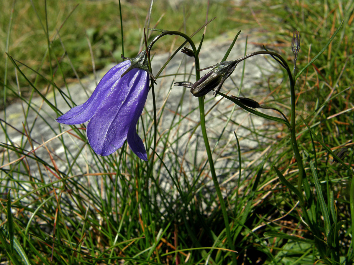 Zvonek tatranský (Campanula tatrae Borbás)