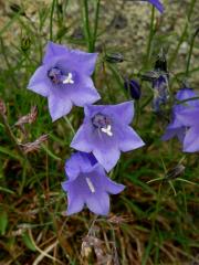 Zvonek tatranský (Campanula tatrae Borbás)