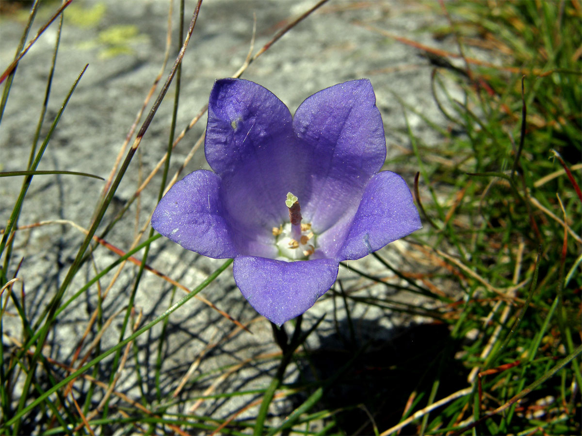 Zvonek tatranský (Campanula tatrae Borbás)