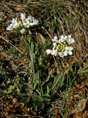 Penízek horský (Thlaspi montanum L.)