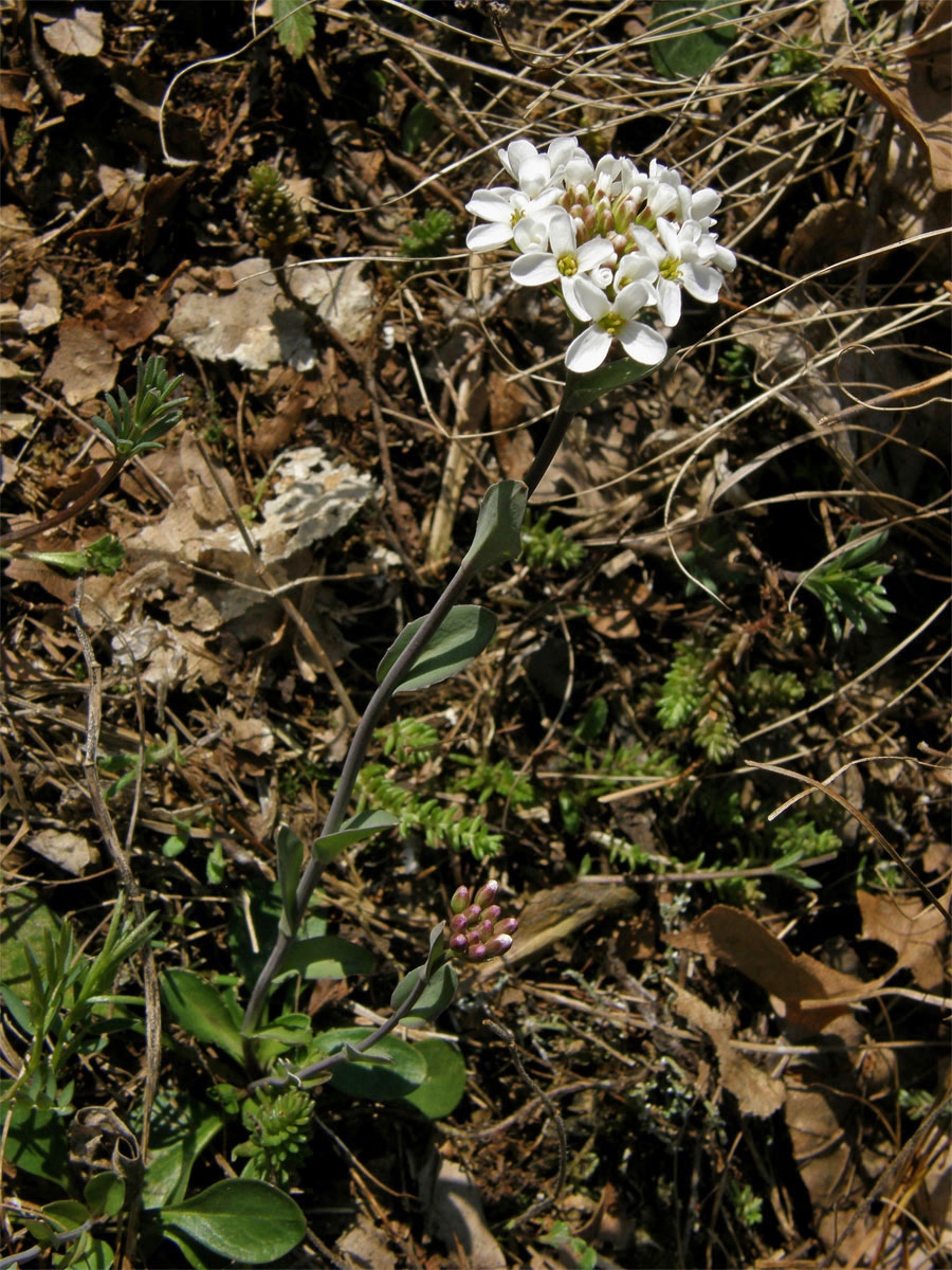 Penízek horský (Thlaspi montanum L.)