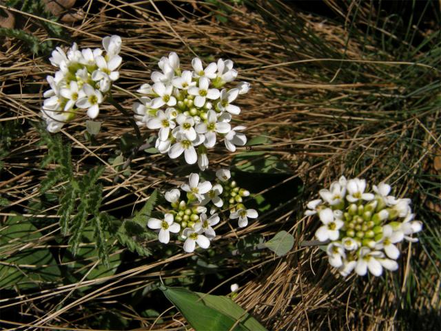 Penízek horský (Thlaspi montanum L.)