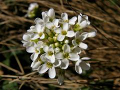 Penízek horský (Thlaspi montanum L.)