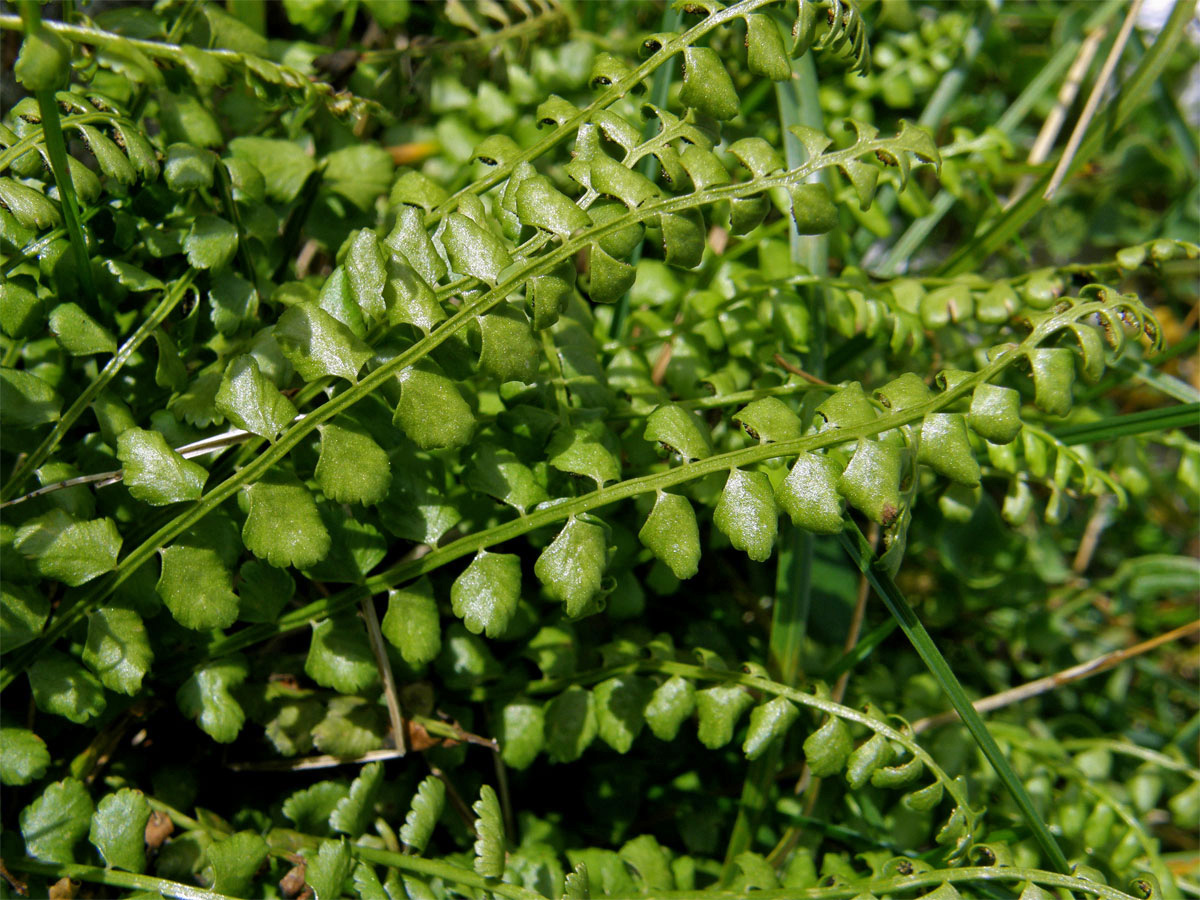 Sleziník zelený (Asplenium viride Huds.)