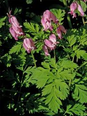 Srdcovka sličná (Dicentra formosa (Haw.) Walp.)