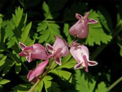 Srdcovka sličná (Dicentra formosa (Haw.) Walp.)