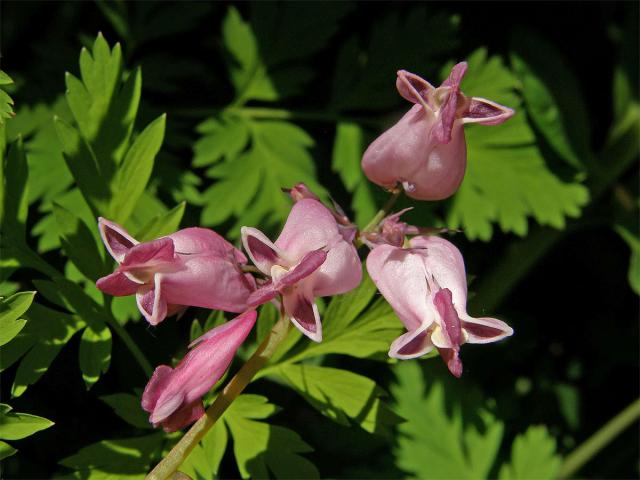 Srdcovka sličná (Dicentra formosa (Haw.) Walp.)