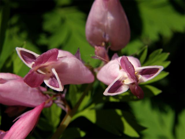 Srdcovka sličná (Dicentra formosa (Haw.) Walp.)