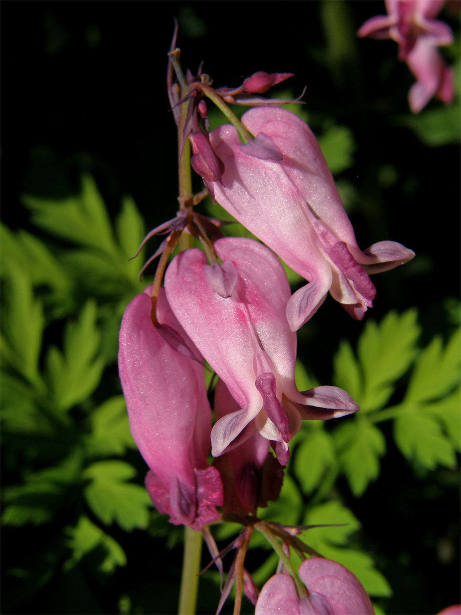 Srdcovka sličná (Dicentra formosa (Haw.) Walp.)