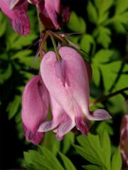 Srdcovka sličná (Dicentra formosa (Haw.) Walp.)