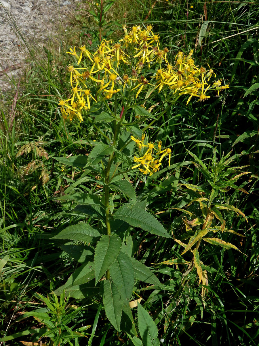 Starček hercynský (Senecio hercynicus Herborg)