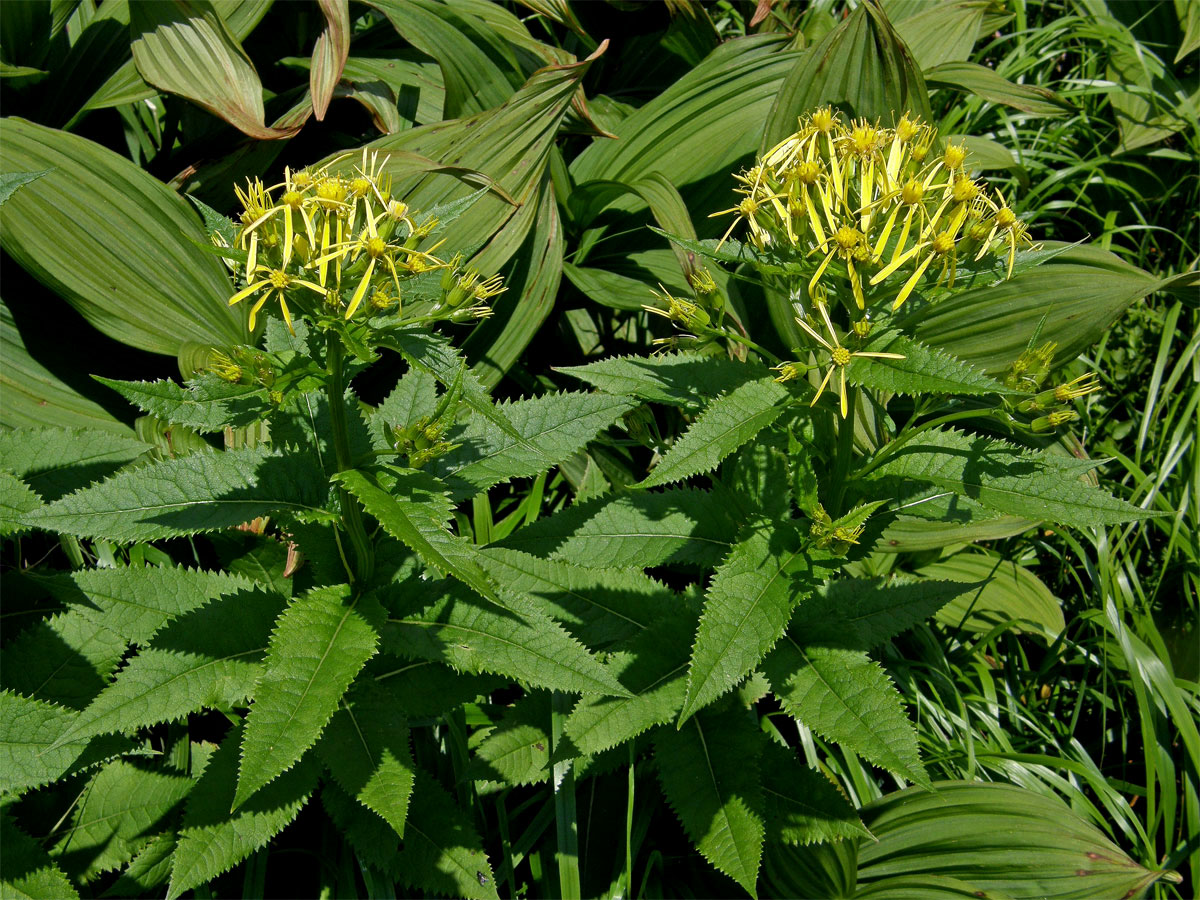 Starček hercynský (Senecio hercynicus Herborg)