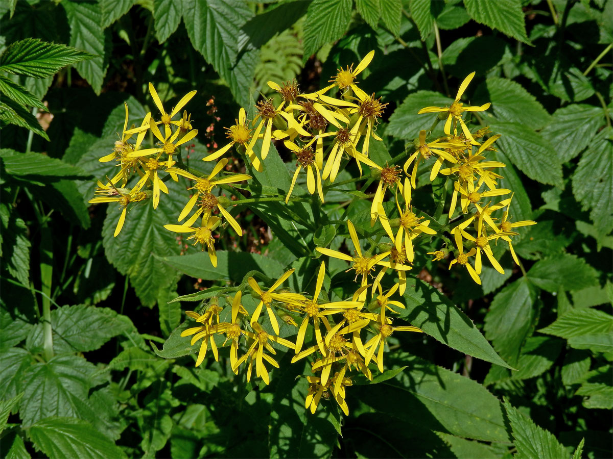 Starček hercynský (Senecio hercynicus Herborg)