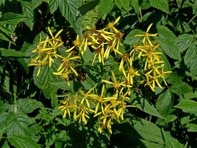 Starček hercynský (Senecio hercynicus Herborg)