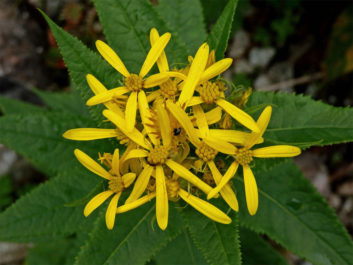 Starček hercynský (Senecio hercynicus Herborg)