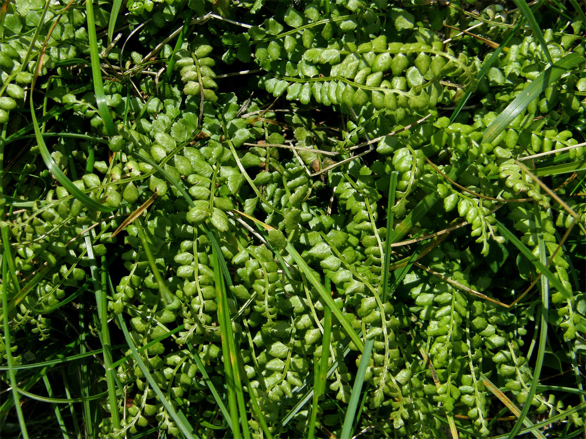 Sleziník zelený (Asplenium viride Huds.)