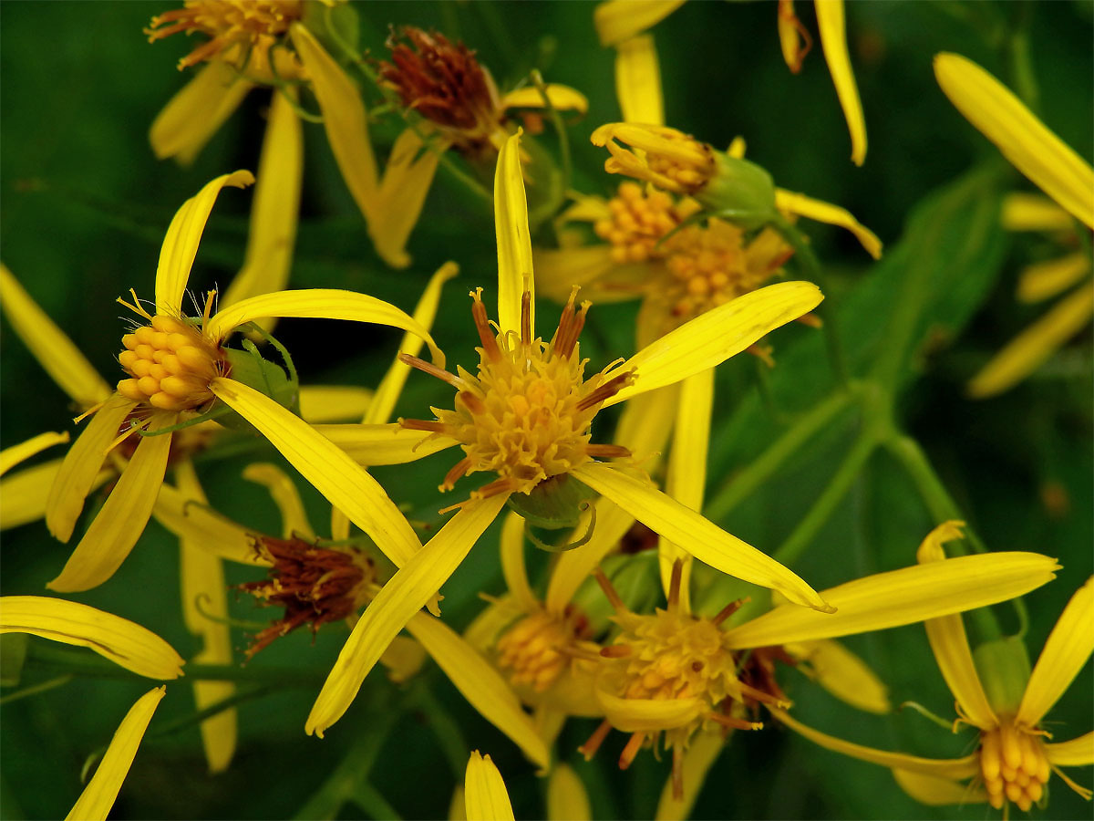 Starček hercynský (Senecio hercynicus Herborg)