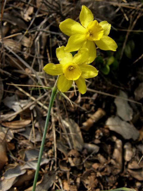 Narcis (Narcissus assoanus Dufour)