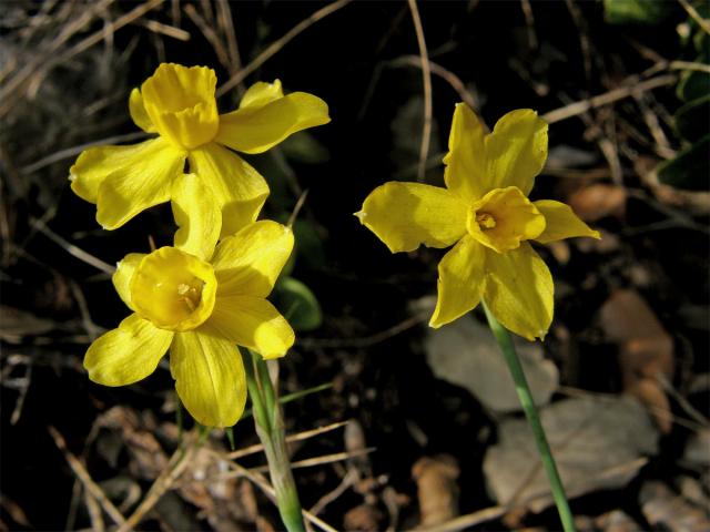 Narcis (Narcissus assoanus Dufour)