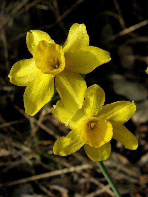 Narcis (Narcissus assoanus Dufour)