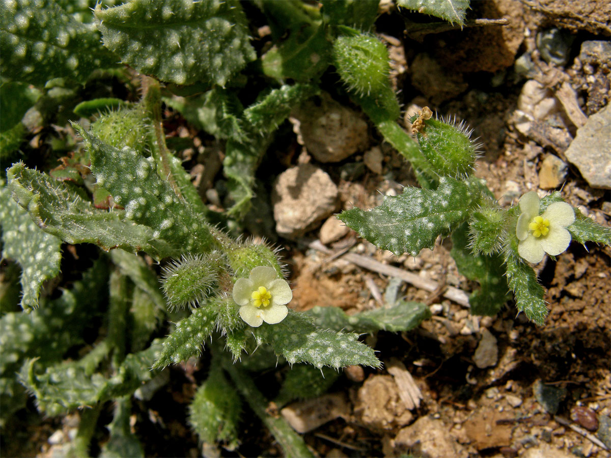 Pilát (Anchusa aegyptica DC.)