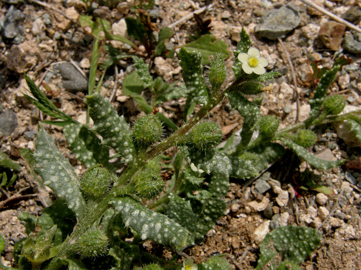 Pilát (Anchusa aegyptica DC.)