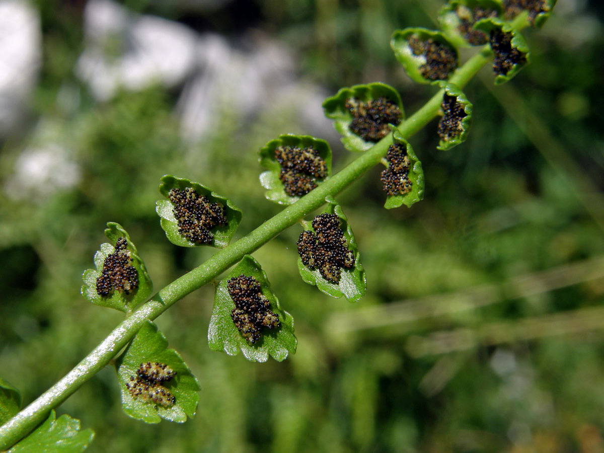 Sleziník zelený (Asplenium viride Huds.)