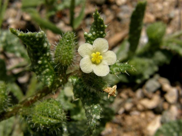 Pilát (Anchusa aegyptica DC.)