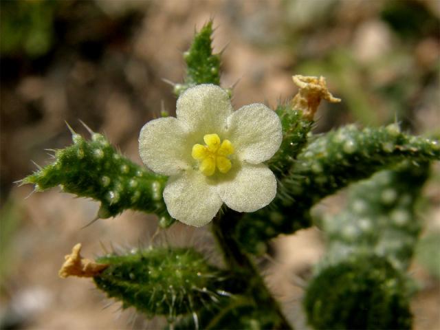 Pilát (Anchusa aegyptica DC.)