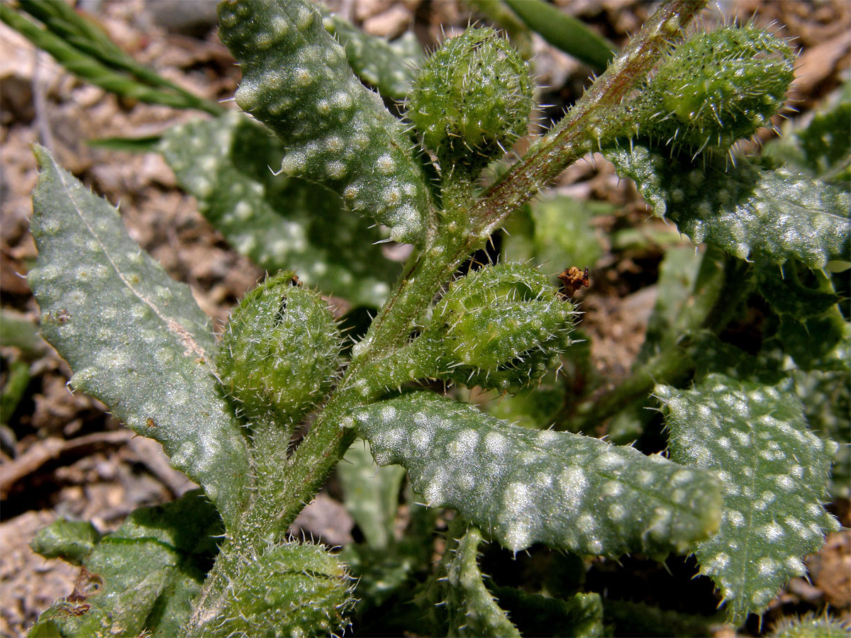 Pilát (Anchusa aegyptica DC.)