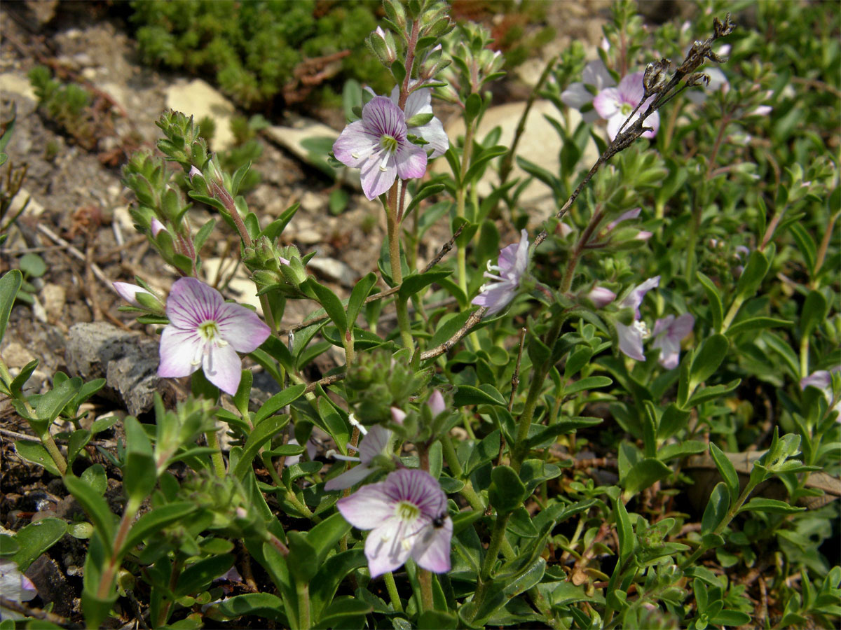 Rozrazil (Veronica fruticulosa L.)