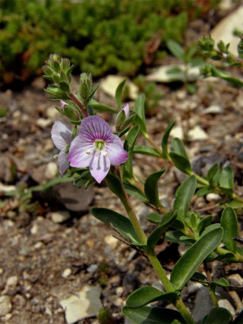 Rozrazil (Veronica fruticulosa L.)