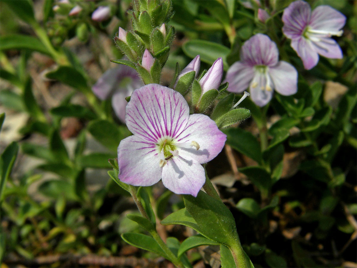 Rozrazil (Veronica fruticulosa L.)