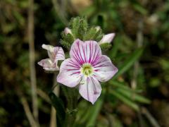 Rozrazil (Veronica fruticulosa L.)