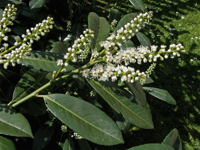 Bobkovišeň lékařská (Prunus laurocerasus L.)