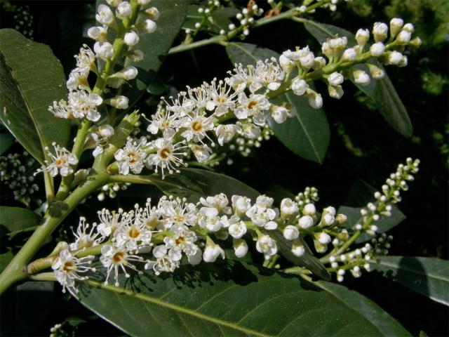 Bobkovišeň lékařská (Prunus laurocerasus L.)