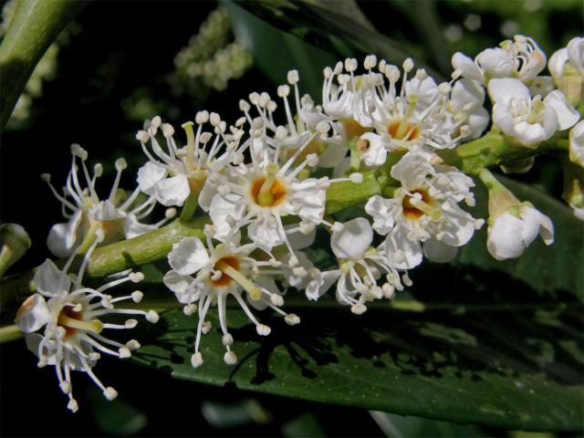 Bobkovišeň lékařská (Prunus laurocerasus L.)