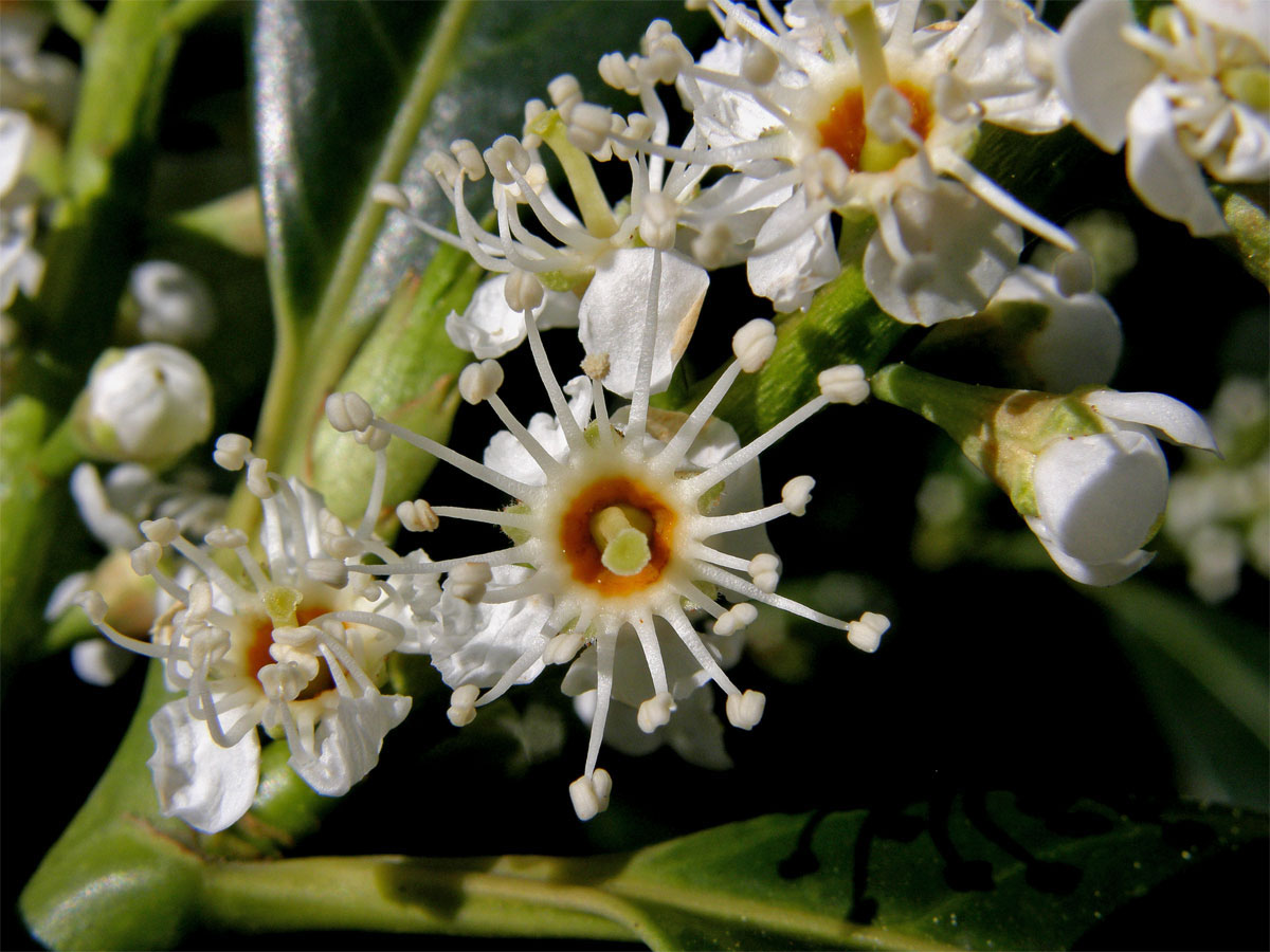 Bobkovišeň lékařská (Prunus laurocerasus L.)