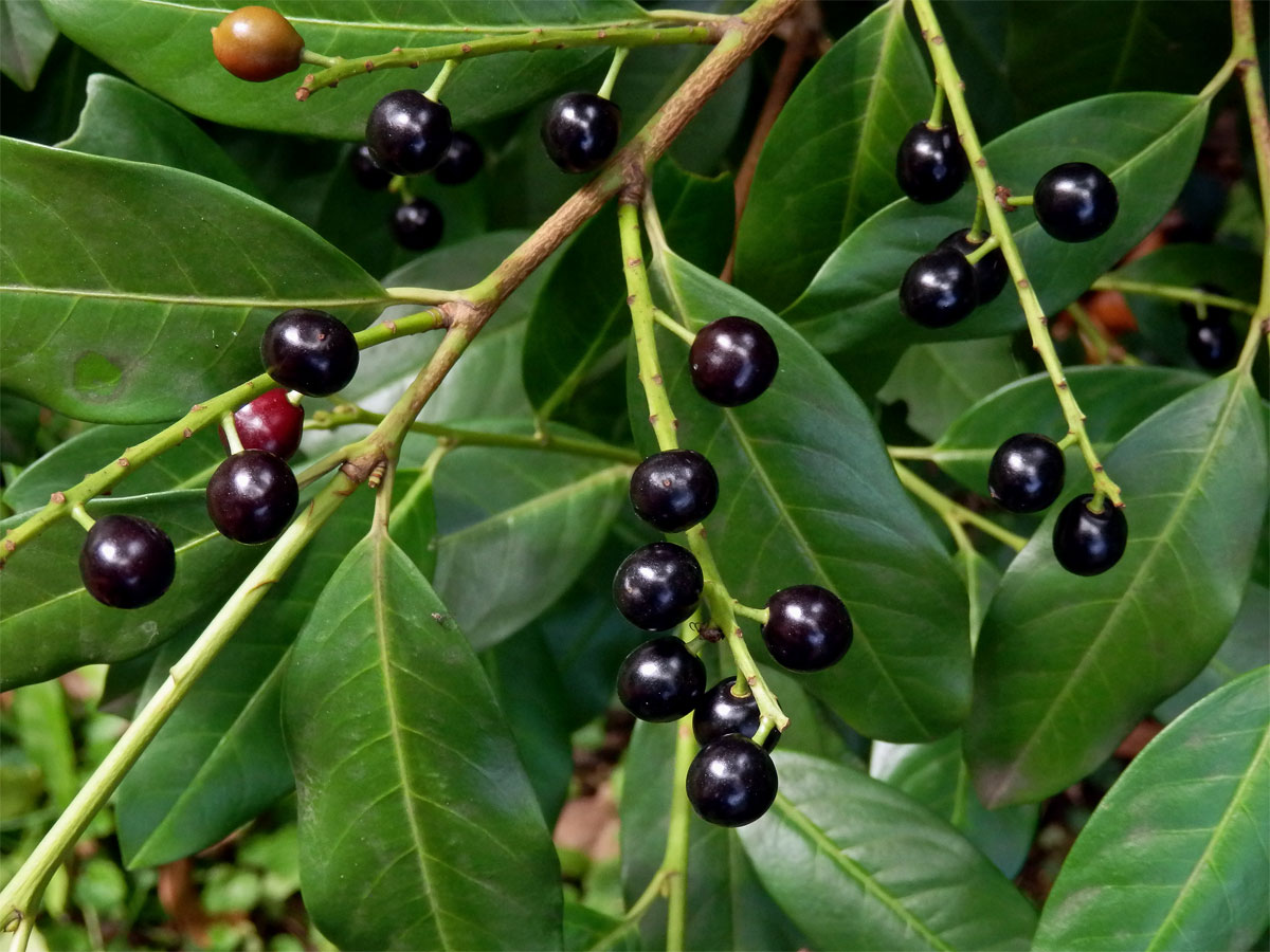 Bobkovišeň lékařská (Prunus laurocerasus L.)