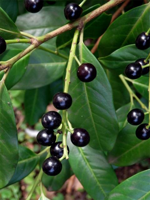 Bobkovišeň lékařská (Prunus laurocerasus L.)