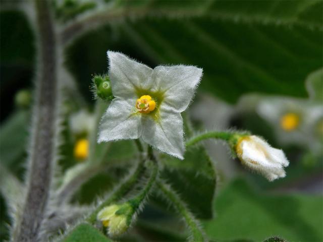 Lilek žlutý (Solanum villosum Mill.) s čtyřčetným květem